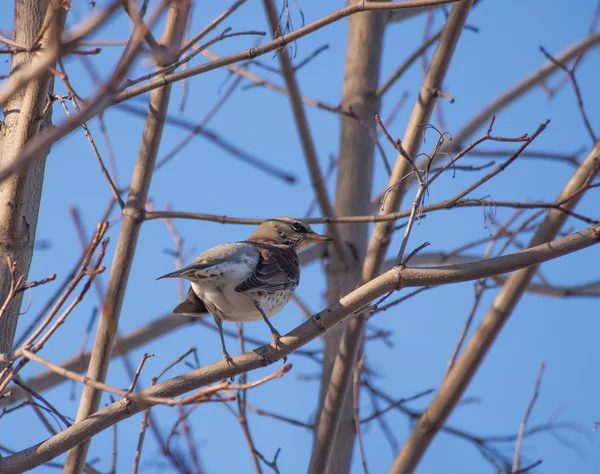 Thrush in the forest — Stock Photo, Image