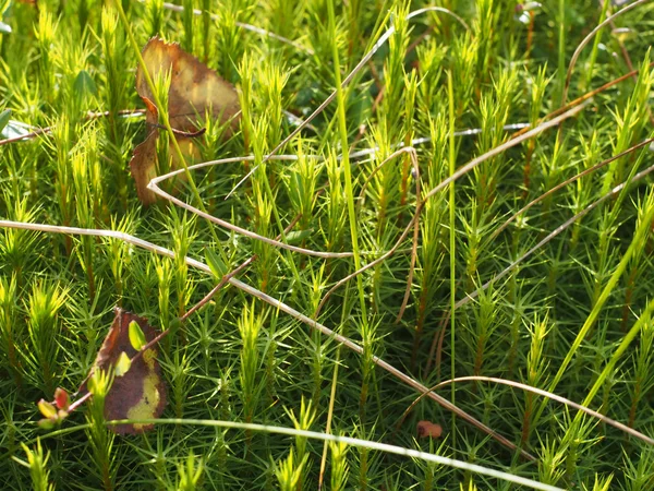 Grünes Moos — Stockfoto