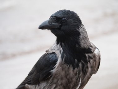 Kargalar portresi