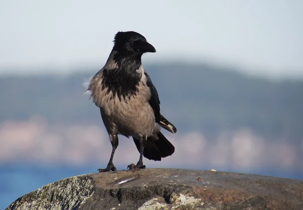 Retrato de corvos — Fotografia de Stock