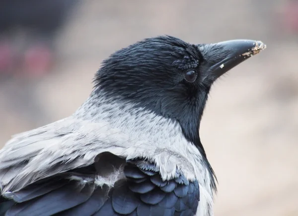 Porträtt av kråkor — Stockfoto