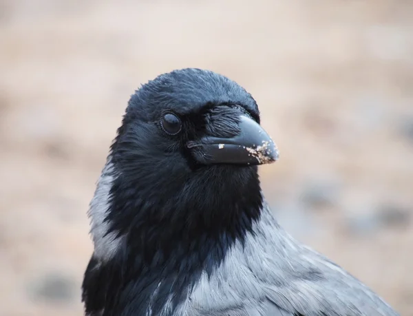 Porträtt av kråkor — Stockfoto