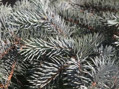 Gümüş göknarı şube