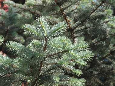 Gümüş göknarı şube