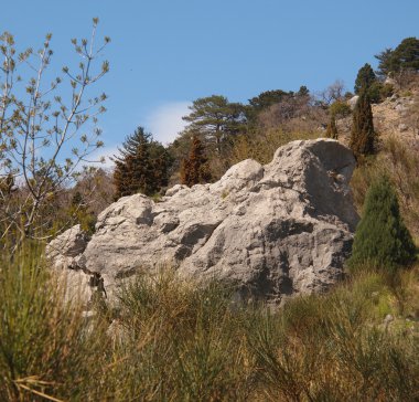 Kırım Dağları ağaçlarda