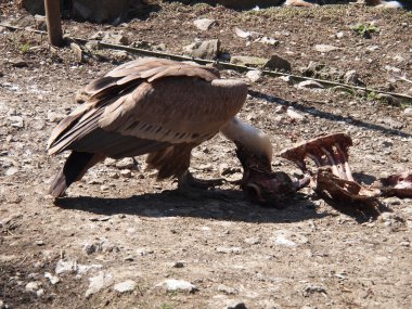 Akbaba hayvanat bahçesinde