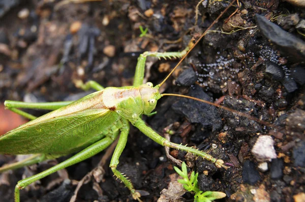 Grasshopper on the ground — Stock Photo, Image