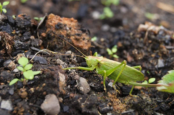 Sprinkhaan op de grond — Stockfoto