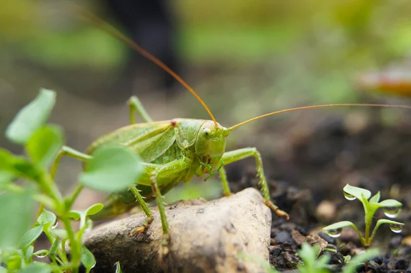 Grasshopper on the ground — Stock Photo, Image