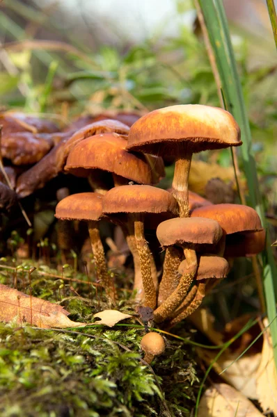 Setas agáricas en el bosque — Foto de Stock