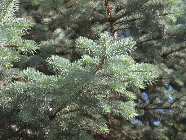 Silver fir branch — Stock Photo, Image