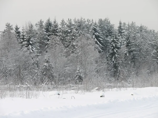 Winter forest — Stock Photo, Image