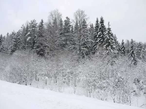 Bosque de invierno — Foto de Stock