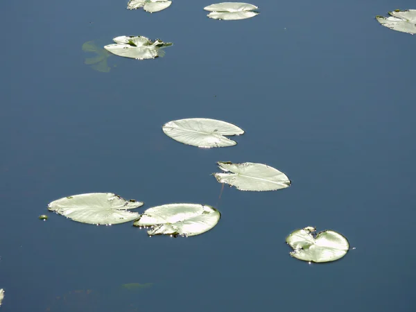 Water lily on the lake — Stock Photo, Image