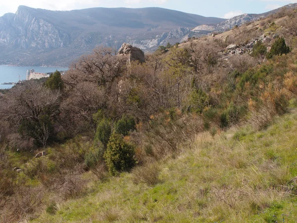 Alberi nelle montagne di Crimea — Foto Stock