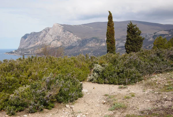 Alberi nelle montagne di Crimea — Foto Stock