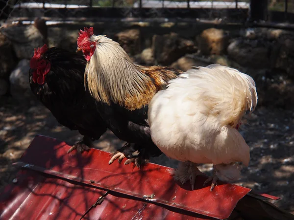 Poulet dans un zoo — Photo