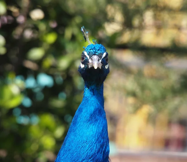 動物園の孔雀 — ストック写真