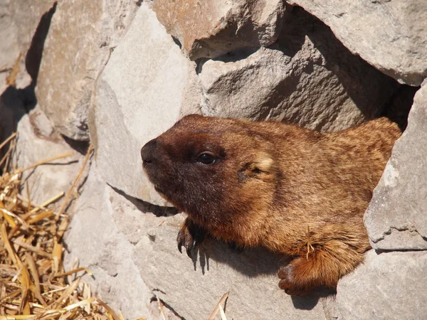 Dierlijke marmot — Stockfoto