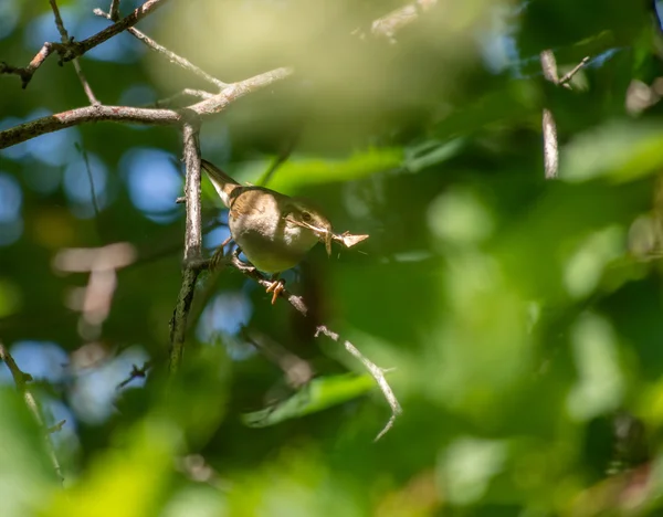 Vliegenvanger vogel — Stockfoto