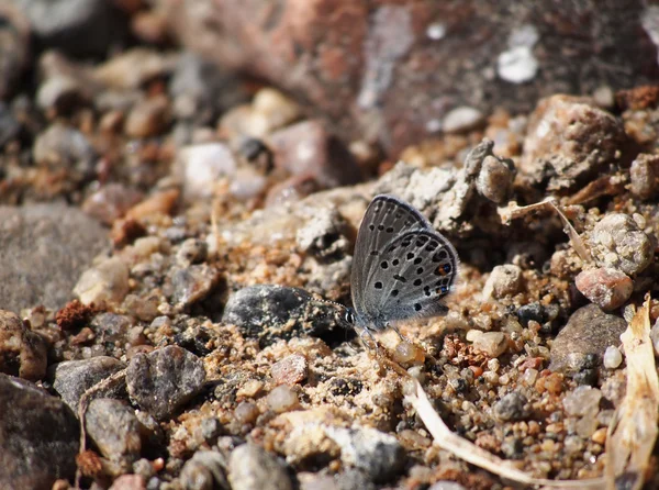 Borboleta de cobre — Fotografia de Stock