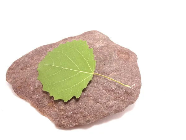 Hojas y piedra sobre fondo blanco — Foto de Stock