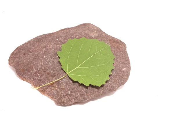 Листья и камень на белом фоне — стоковое фото