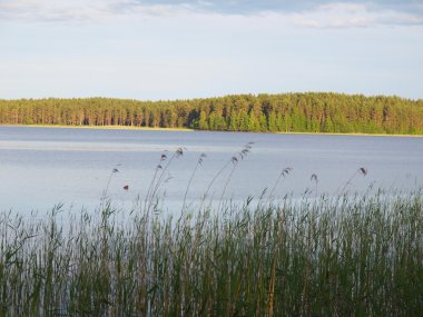 Karelia 'daki güzel göl