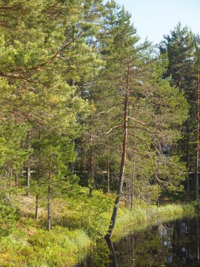 Karelia 'daki güzel göl