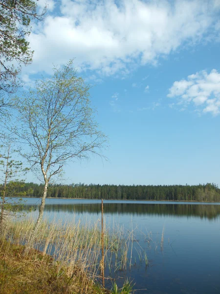 Kareliaの美しい湖 — ストック写真