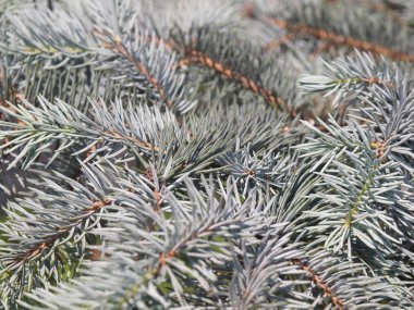 Gümüş göknarı şube 