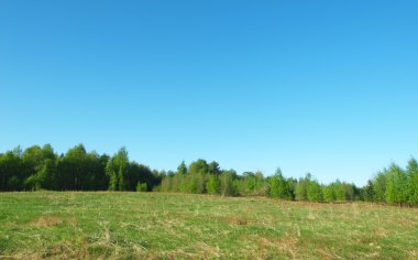 ormanda temizlenmesi