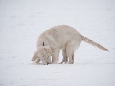 kar üstünde köpek