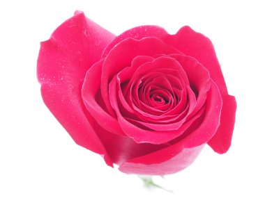 beyaz arkaplanda yükseldi