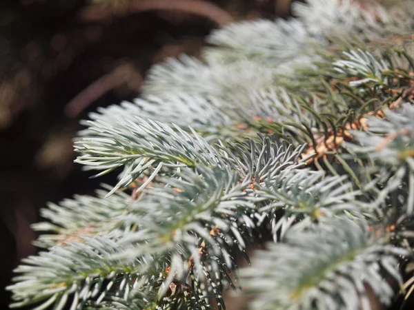 Silver fir gren — Stockfoto