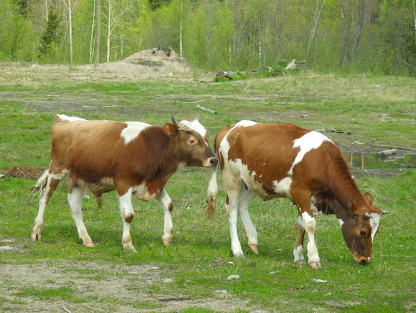 들에서 소를 기르는 일 — 스톡 사진