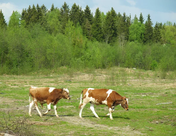 Koe in een veld — Stockfoto