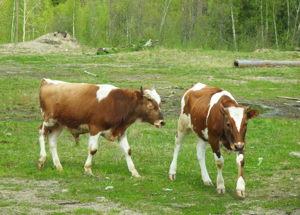 Koe in een veld — Stockfoto