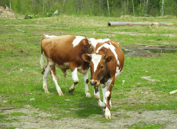 Krowa na polu — Zdjęcie stockowe