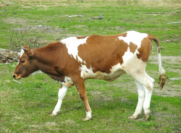 Αγελάδα σε χωράφι — Φωτογραφία Αρχείου