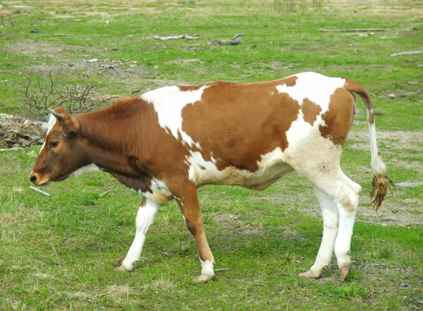 Krowa na polu — Zdjęcie stockowe