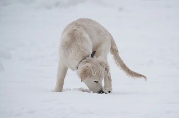Pes na sněhu — Stock fotografie