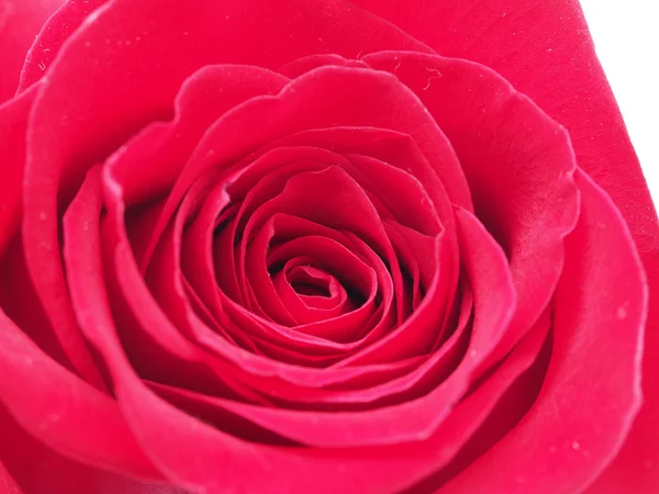 Detail der Rose schließen — Stockfoto