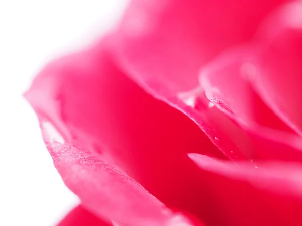 Detail of rose close — Stock Photo, Image