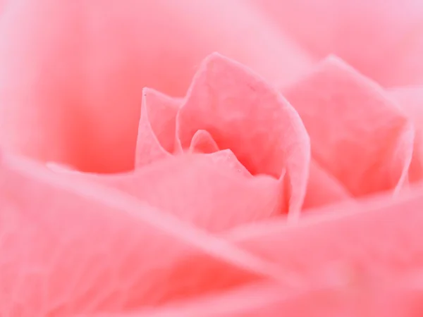 Detalle de rosa cerca — Foto de Stock