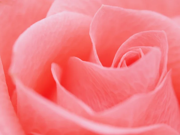 Detalhe de rosa perto — Fotografia de Stock