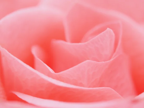 Detalhe de rosa perto — Fotografia de Stock