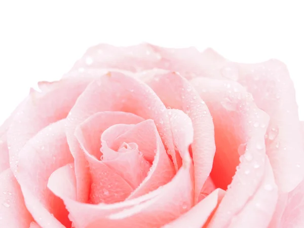 Detail růže Close — Stock fotografie