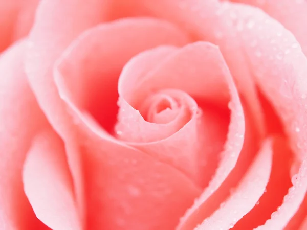 Detail der Rose schließen — Stockfoto