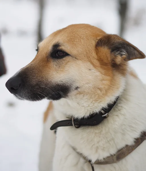 Cane sulla neve — Foto Stock